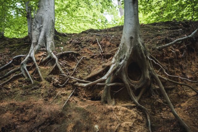 Closeup of tree roots in the ground in a forest under the sunlight